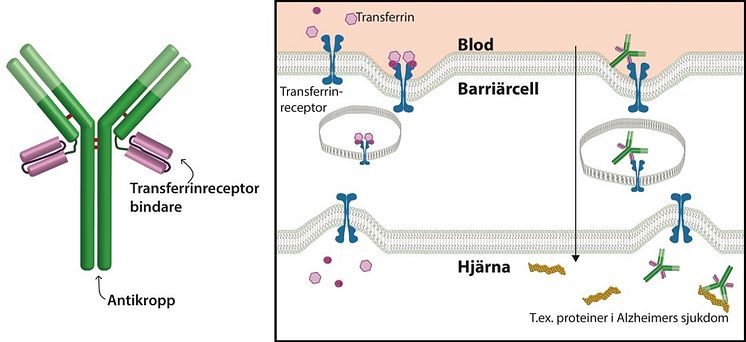 Passing through the blood-brain barrier