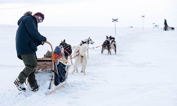 Hundspann på fjället