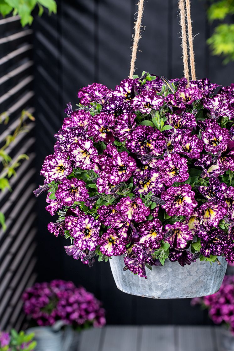 Petunia-grandiflora-Magenta-Mambo_37272_3