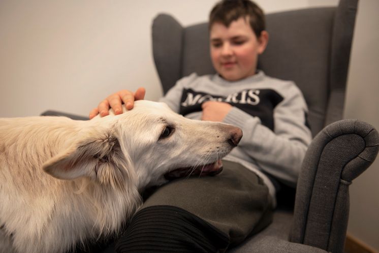 Dis är Årets sociala tjänstehund 2019