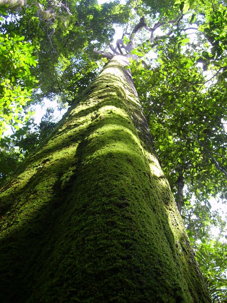 Amazonas