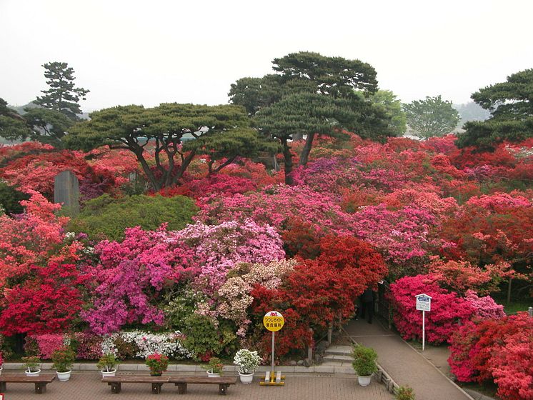 Tsutsujigaoka Park(2)