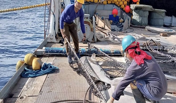 RS17919_Crew releasing shark in PNG FIA tuna fishery