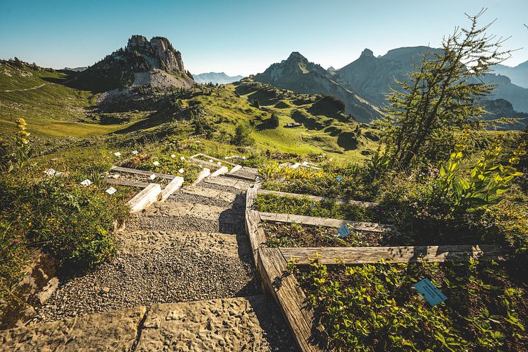 Botanische Alpengarten Schynige Platte