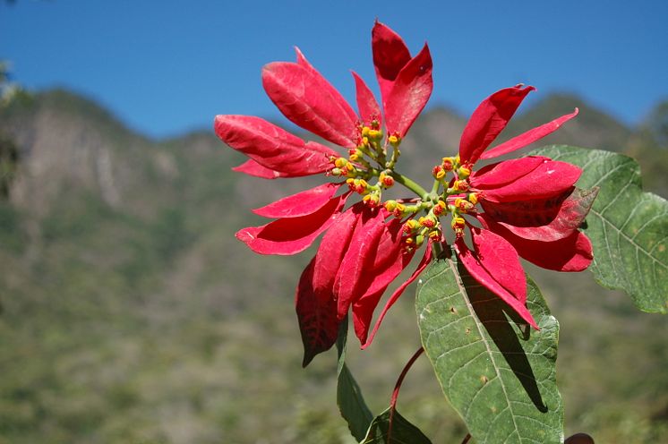 Wild poinsettias - Mark E Olson Wild Poinsettias 2