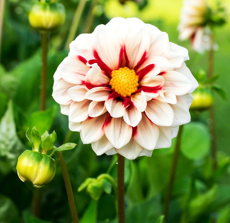 Dahlia Fire and Ice.jpg