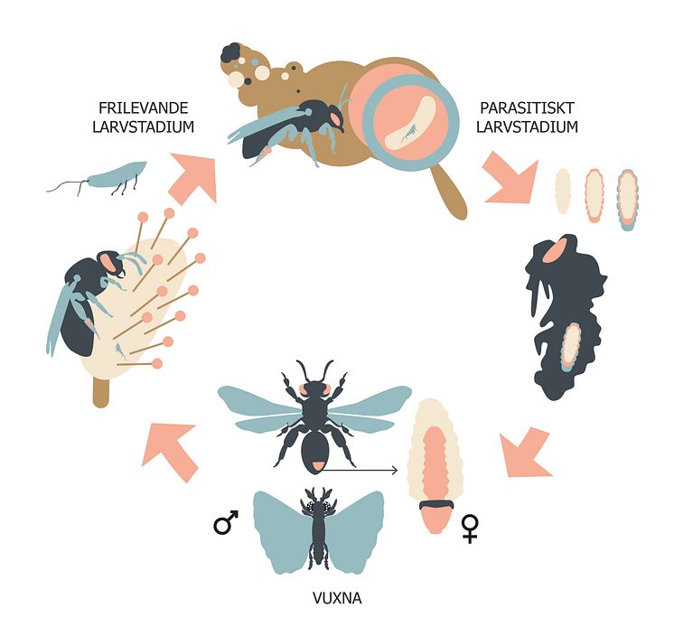 Vridvingarnas livscykel Illustration Meri Lähteenaro