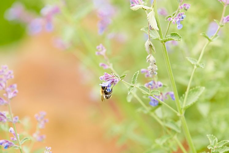 Floragard_Biene