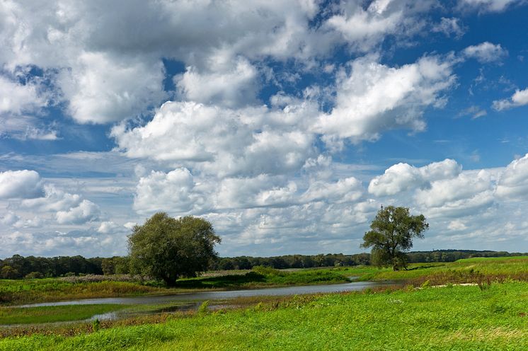 Elbauen bei Lenzen 