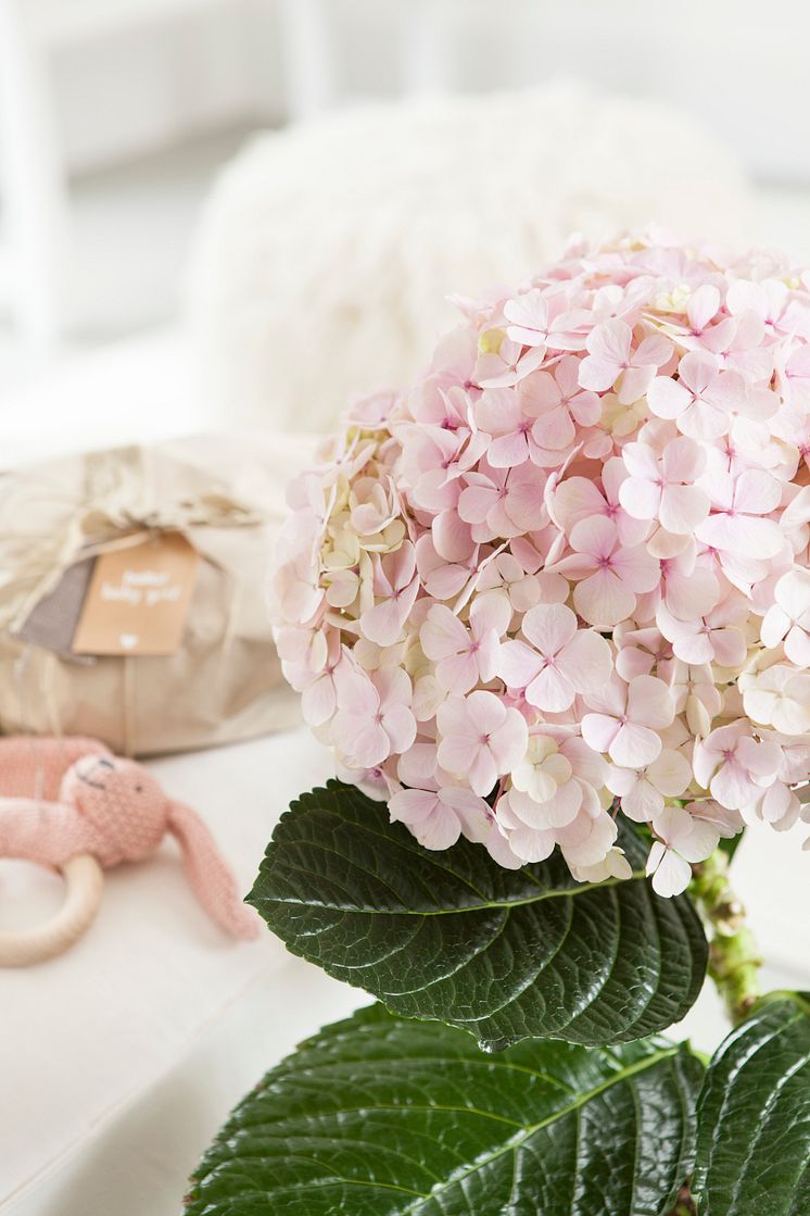 Hortensia - en effektiv luftfuktare med ljuvlig blomning