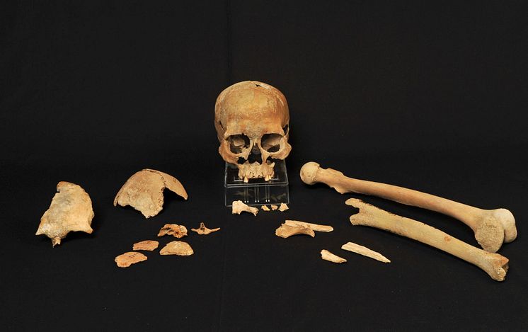 Skelettfragment från Hummervikholmen