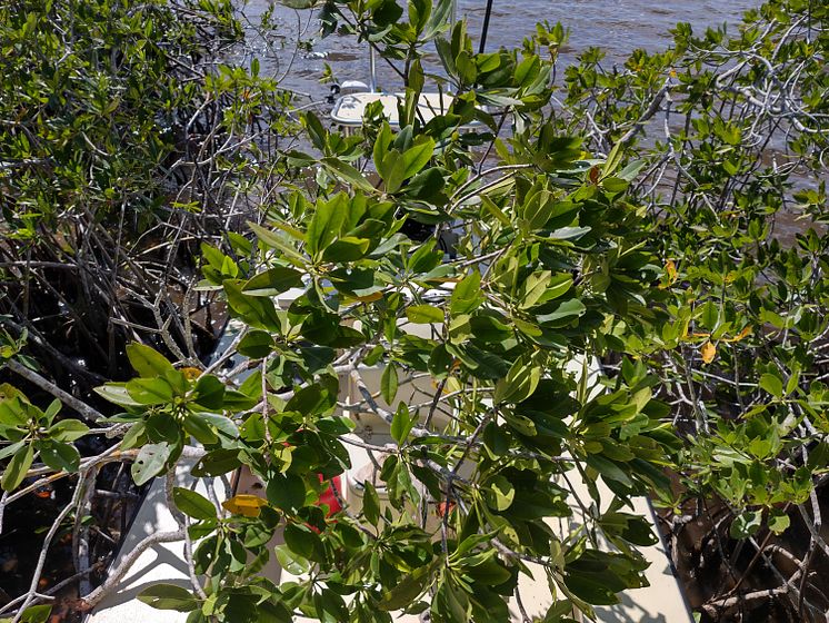 Hi-res image - ACR Electronics - Frank Boyar's flats skiff suspended in the mangroves