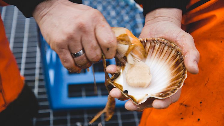 Munchies Seafood from Norway