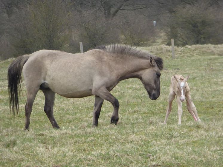 Foto af de konik heste der bliver sat ud på Bjergskov. Her en hoppe og et føl. 