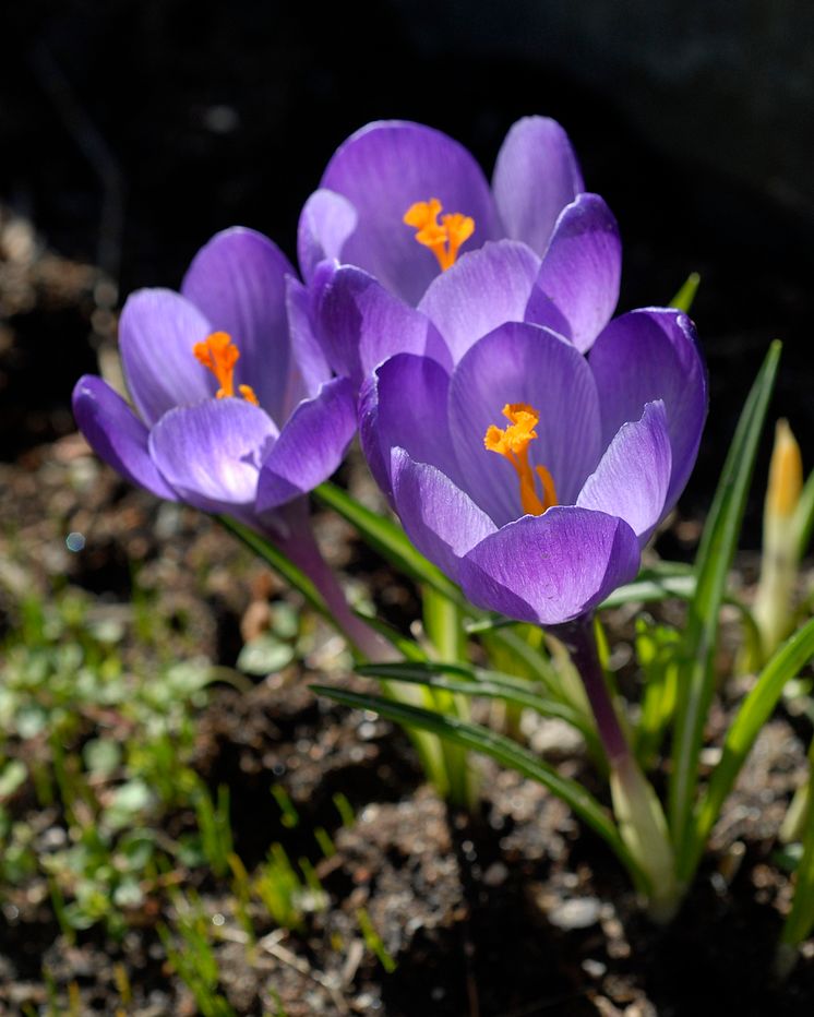 Snökrokus Crocus tommasinianus 