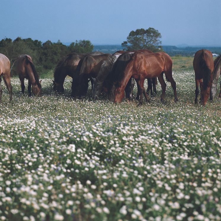 Jeréz-Cádiz-Manada de caballos pastando-6100502A