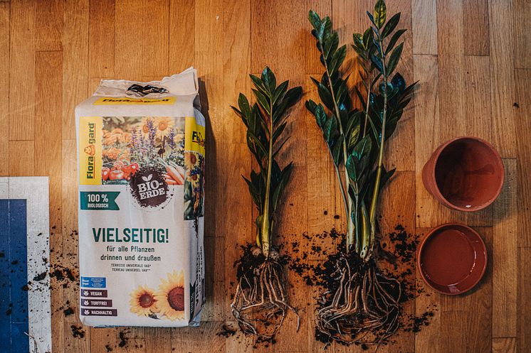 Floragard_Glücksfeder