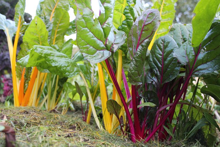 bladbete-mangold-rainbow-foto-marit-grinaker-wright