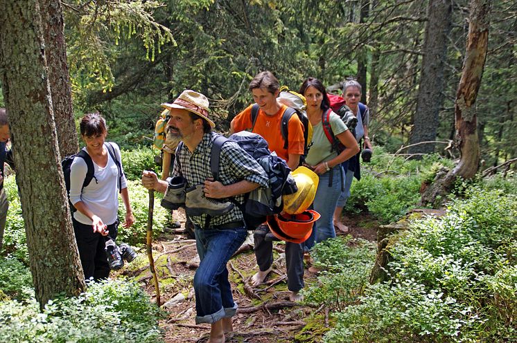 Waldaufstieg be einer Wanderung mit Markus Metzger