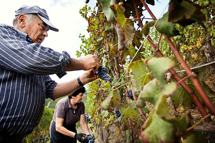 Albino Rocca_vineyard.jpg