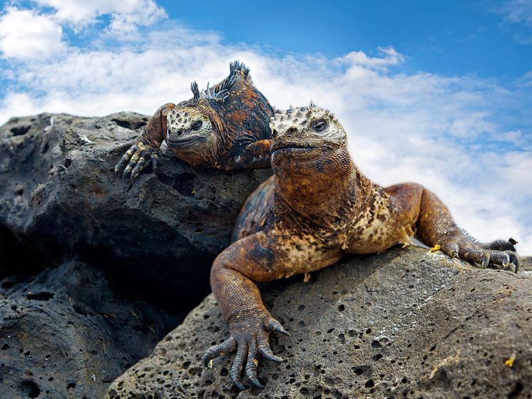 HRX, Galapagos, Marine-Iguans_©kjorgen-iStock-GettyImages.jpg