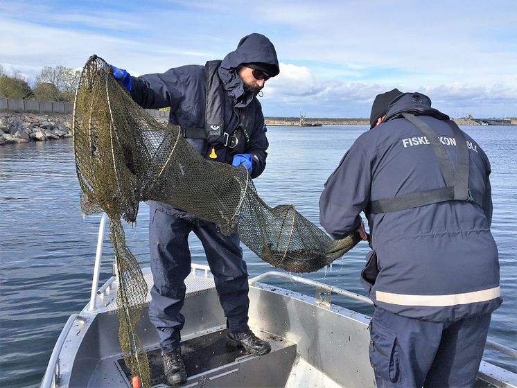 Olagligt ålfiske fortsätter – stor ökning av HaV:s beslag av ryssjor