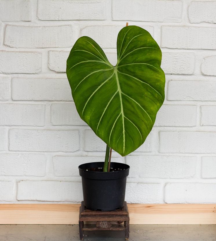 Philodendron