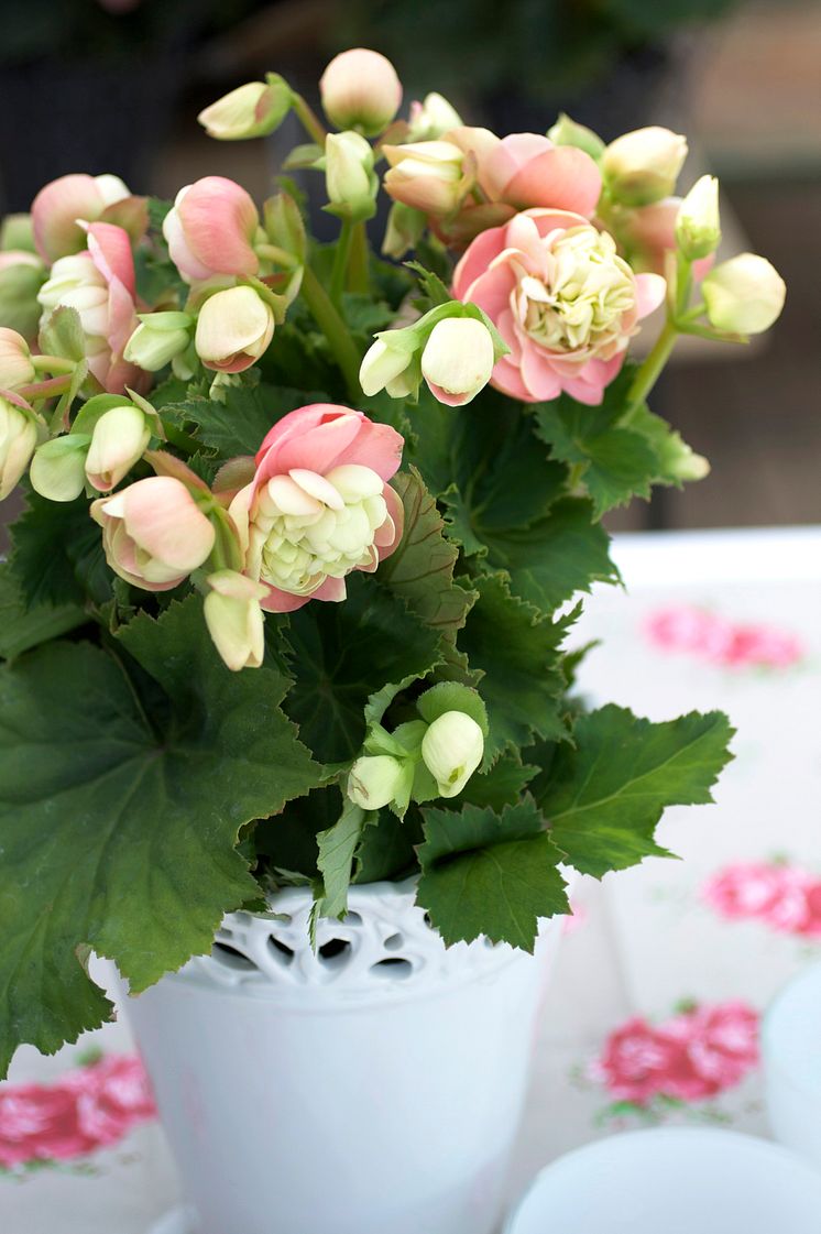 Begonia Big Flower 2