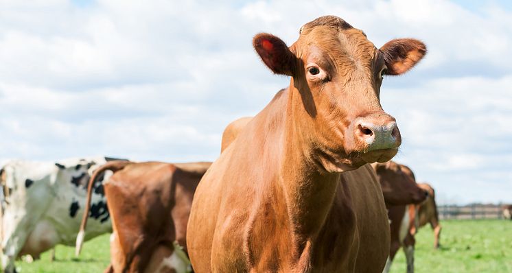 FRÅGA EXPERTEN: Generellt lägre klimatpåverkan av slaktungnöt av mjölkras än köttras