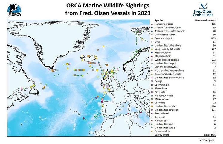 ORCA sightings