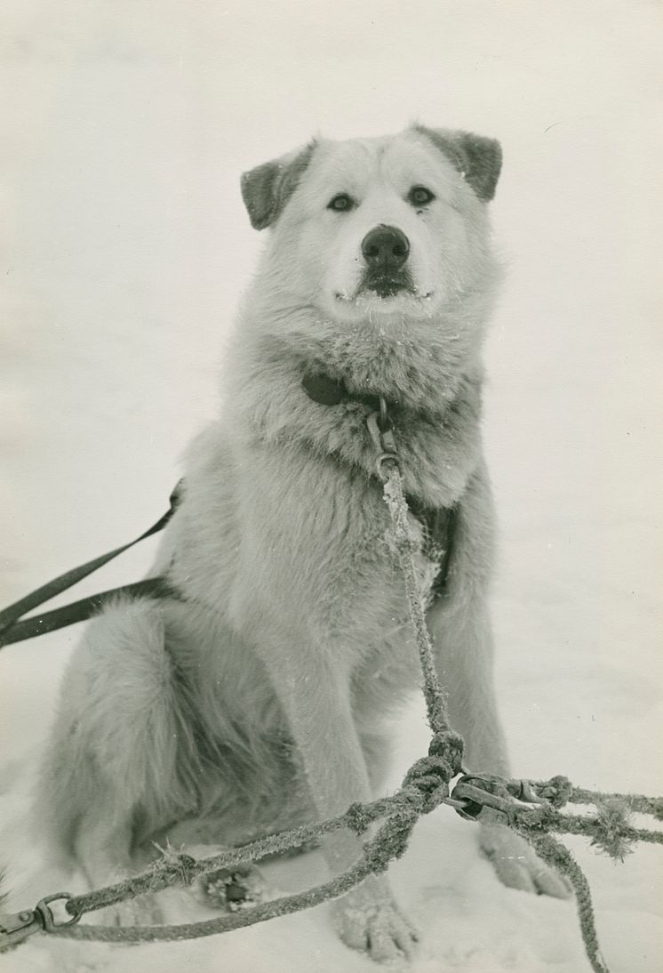 Porträtt av polarhund i snö.