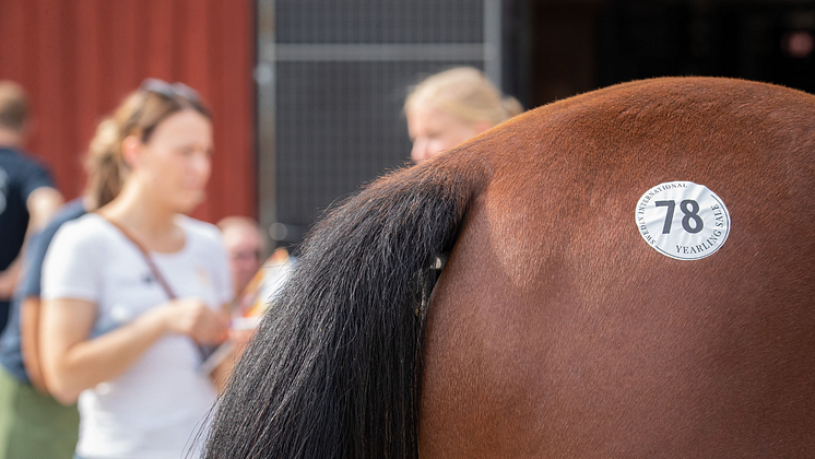 Yearling Sale 1920x1080