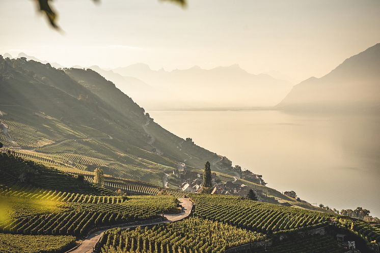 Blick über das Lavaux 