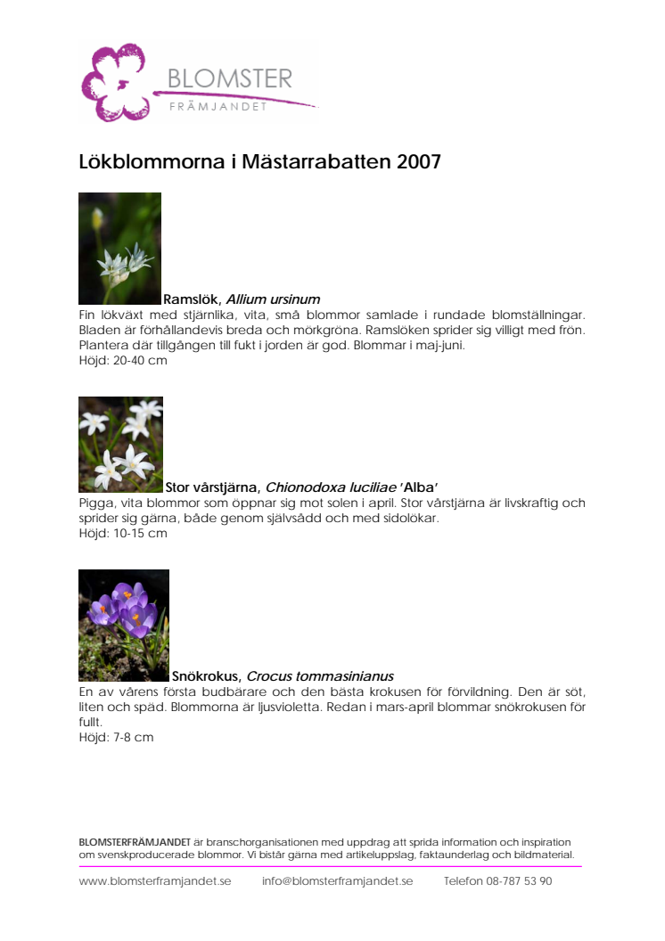 Lökblommorna i Mästarrabatten 2007