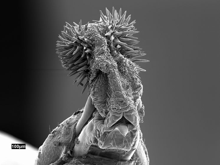 Seed beetle genital structure 