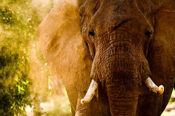 Elefant i Samburu, Kenya