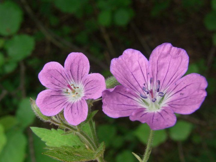 Vandring: Blomstervandring (midsommarblomster)