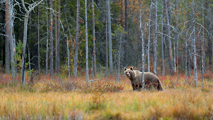 brunbjörn shutterstock