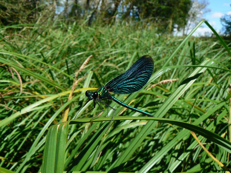 Damselfly