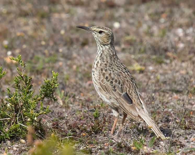 Agulhaslärka