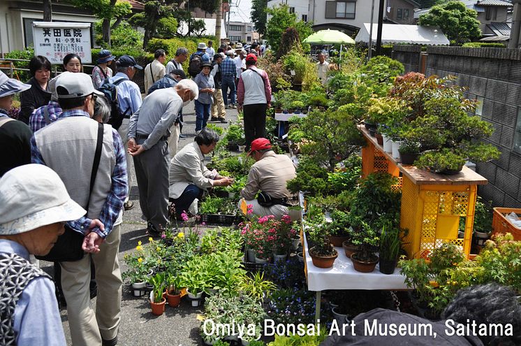 Omiya Bonsai Festival(1)
