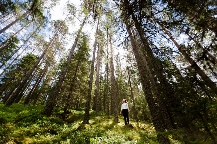 Dalarna skog Fotograf Matilda Holmqvist.jpg