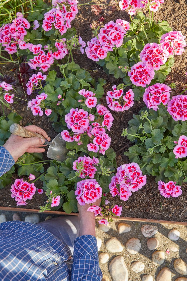 2022_Geraniums_1000_Plant_Joy_17