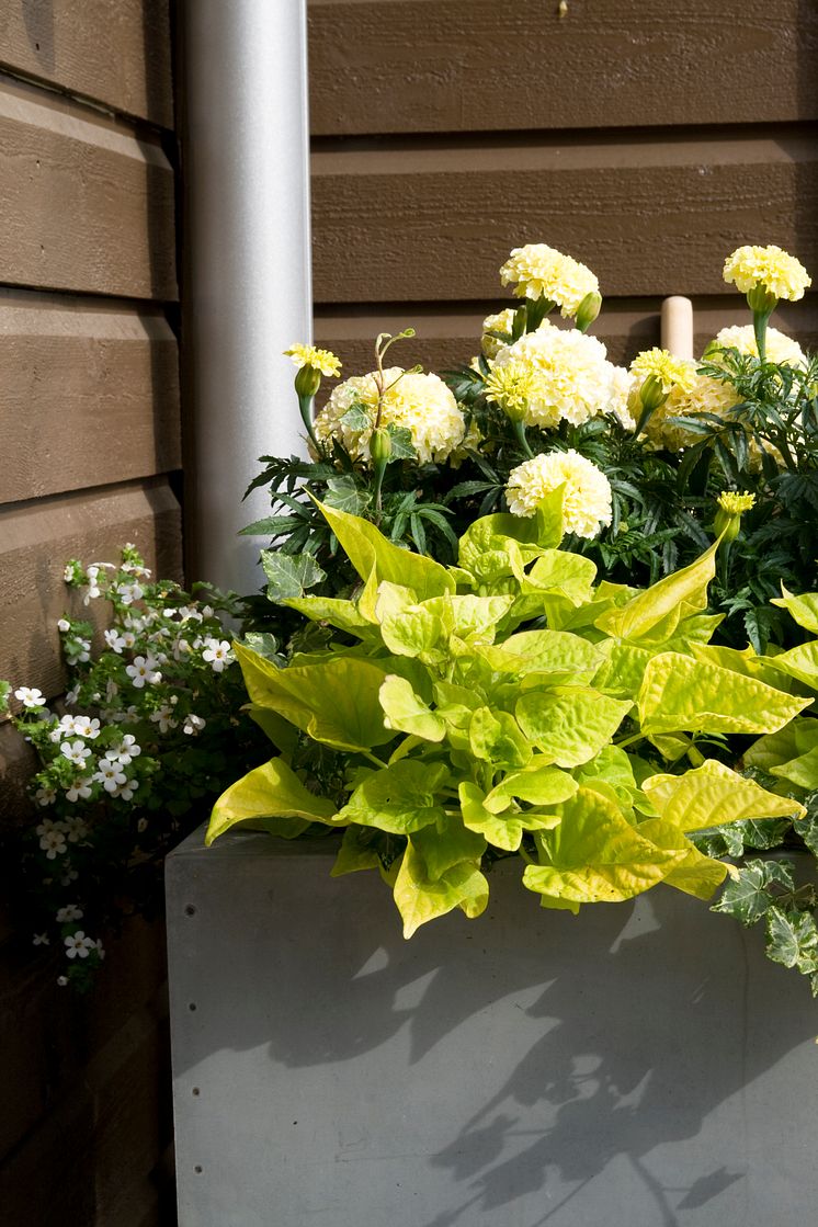 Stor tagetes (Tagetes erecta 'Vanilla') med batat i förgrunden