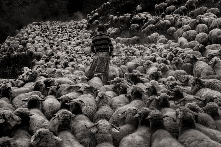 Maurice Wolf - Sheep drive in Tusheti01.jpg