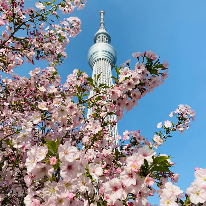 TOKYO SKYTREE and cherry blossom