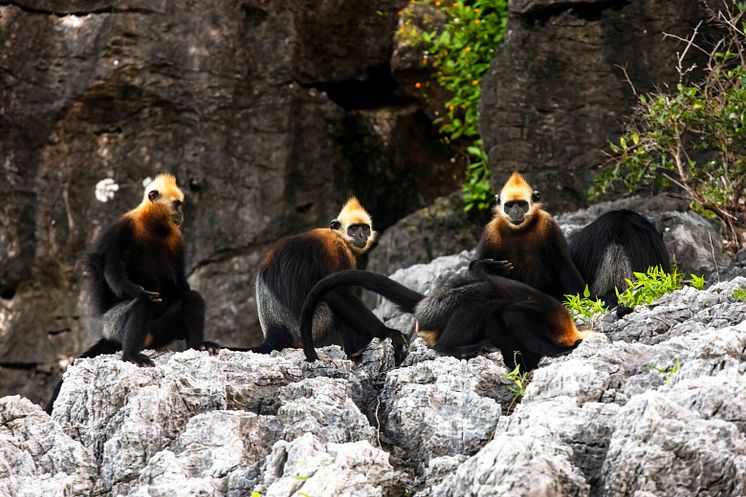 Artenschutz der Goldkopflanguren - Foto: Zoo Leipzig