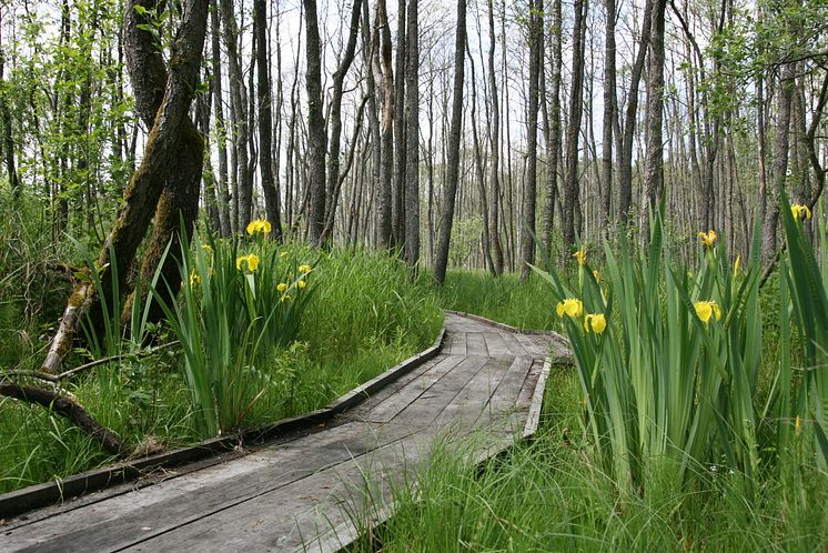 Hovdala Vandringscentrum, alspången