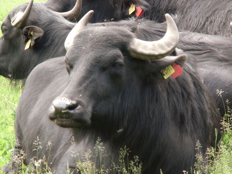Nyskaparstipendiet: Vattenbufflar på Ängsholmens Gårdsmejeri