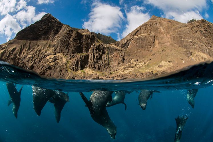 3.2.P.1 Pristine Seas National Geographic cr_ Enric Sala_